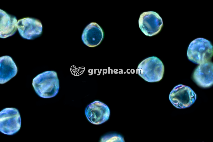 Pollen Noisetier x200 - gryphea.com